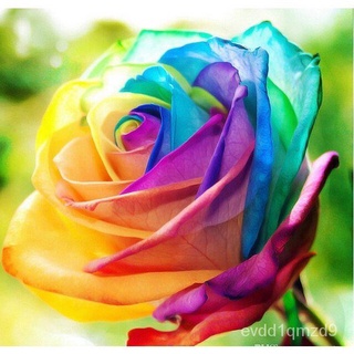 Multi-Petals Rainbow Holland Mixed Variety Roses Double-Petal Rose Plant Seed Home Outdoor Flower Garden Seeds园艺/木瓜/玫瑰/男