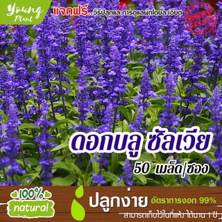 เมล็ดดอกบลูซัลเวีย 50เมล็ด อัตราการงอก95% (แถมฟรี!!! เมล็ดผักกวางตุ้ง500 เม็ด)