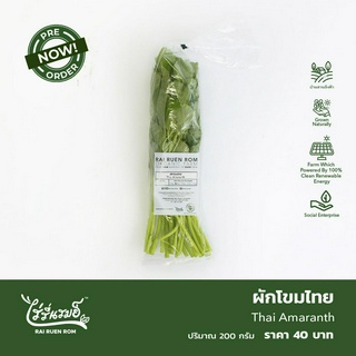 ผักโขมไทย : Thai Amaranth