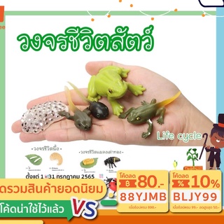 โมเดลวงจรชีวิตสัตว์ animal life cycle