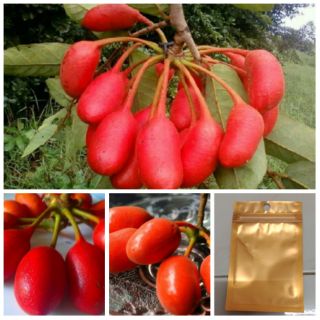 เมล็ดพันธุ์บักผีผ่วน(นมควาย)