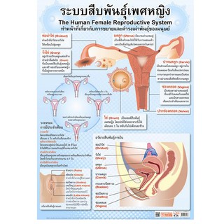 โปสเตอร์ระบบสืบพันธุ์เพศหญิง #EP-216 โปสเตอร์พลาสติก สื่อการเรียนรู้