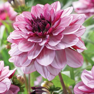 รักเร่ Dahlia สายพันธุ์ CRÈME DE CASSIS นำเข้าจากเนเธอร์แลน หัวสดใหม่ 1 หัว/ออเดอร์