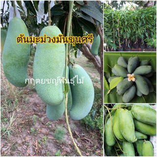 ต้นมะม่วงมันขุนศรี 🥭80cm พันธุ์แท้💯 มะม่วงมันกินอร่อย😍กิ่งทาบ