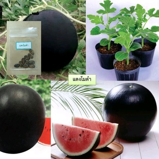 เมล็ดแตงโมดำ 10 เมล็ด (ซื้อ10แถม1 คละได้)
