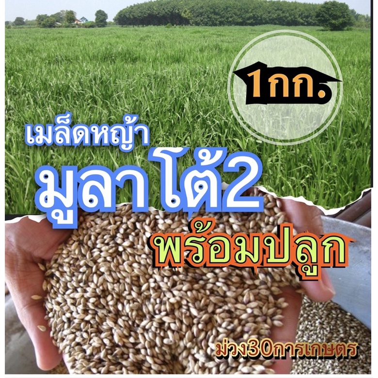 ✅ มูลาโต้2 ขนาด 1 กิโลกรัม(คัดเมล็ดเกรดส่งออก)พร้อมปลูก
