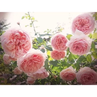 Abraham darby (อับราฮัม ดาร์บี้) English Rose (กุหลาบอังกฤษ) Shrub (ทรงพุ่มขนาดใหญ่) เลี้ยงง่าย โตไว ให้ดอกเก่ง หอมแรง