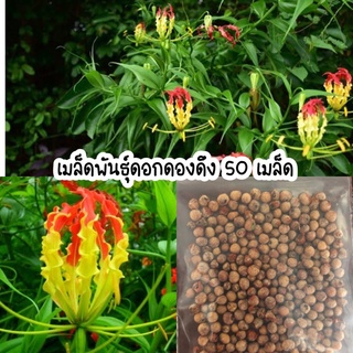 เมล็ดพันธุ์ดอกดองดึง ดอกไม้หายาก 50 เมล็ด