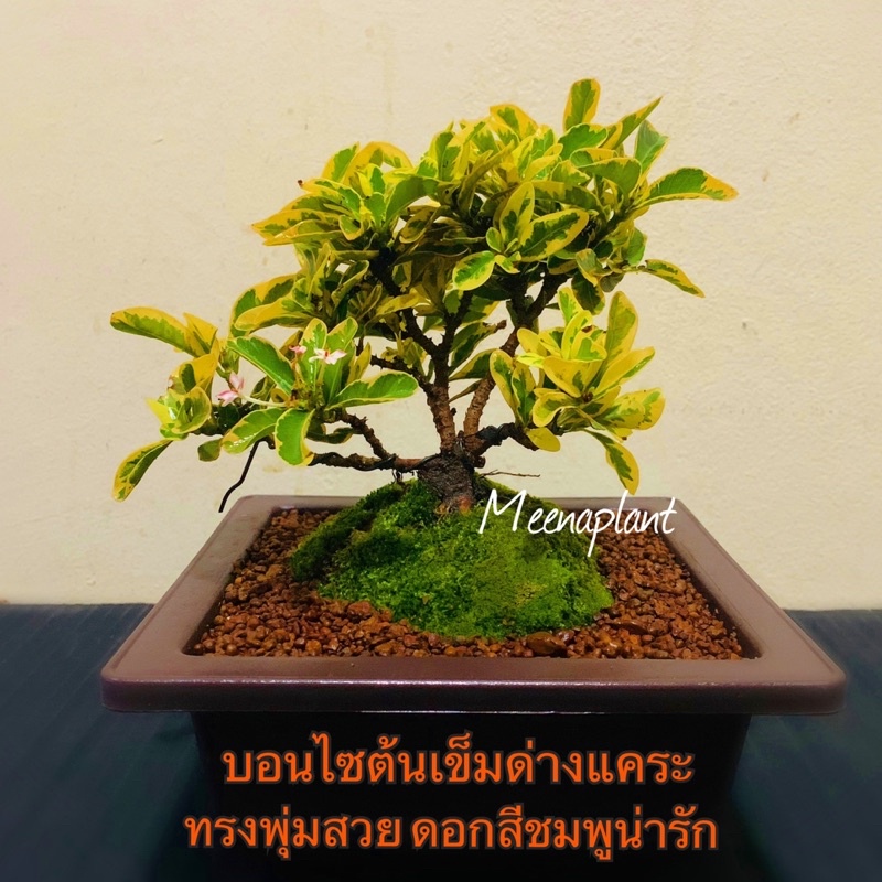 My Image 38