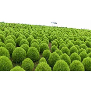 เมล็ดพันธุ์ หญ้ากอเชีย Kochia scoparia burning bush 10 เมล็ด เมล็ดพันธุ์นำเข้าจาก อังกฤษ