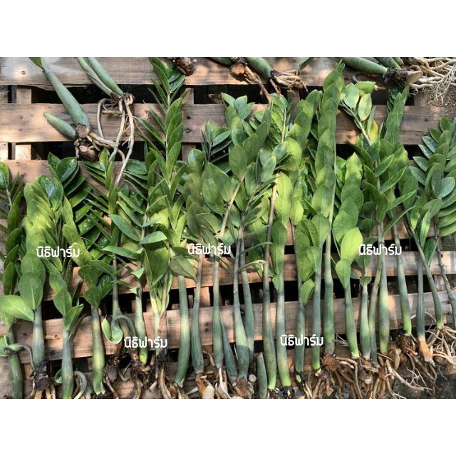 ต้นกวักมรกต (zz plant) ต้นไม้ฟอกอากาศ ดูดสารพิษ ราคา ถูกที่สุด ดีลบีเคเค แกลเลอรีภาพที่ 5