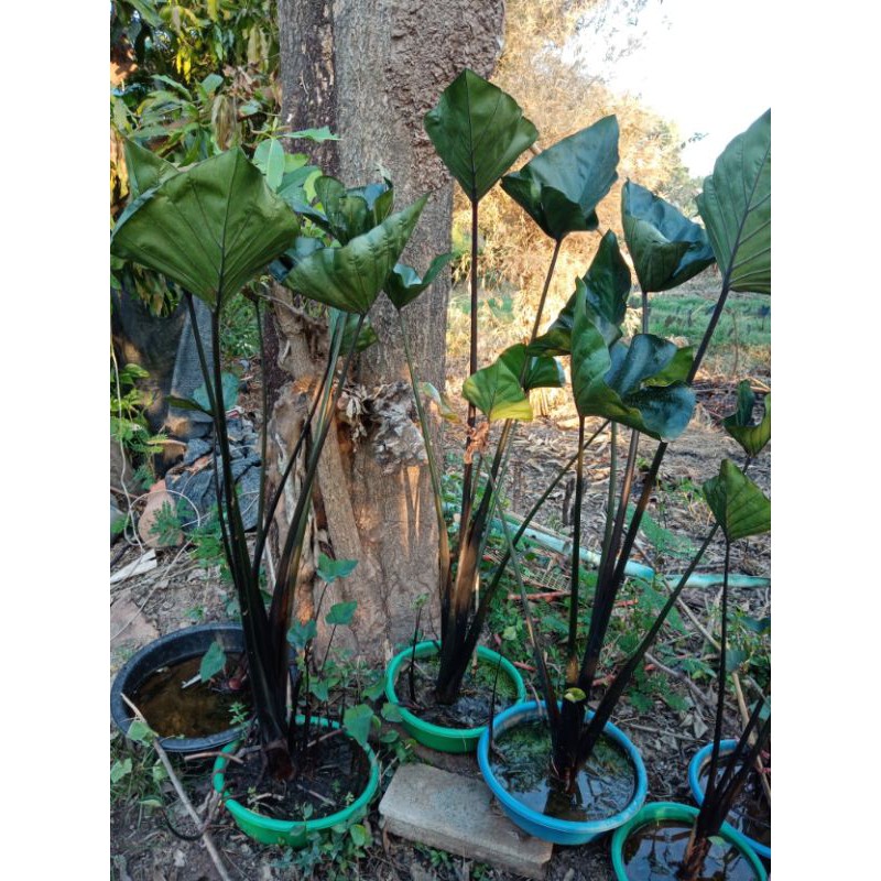 บอนถ้วย​ colocasia​ Cuffee​cups​