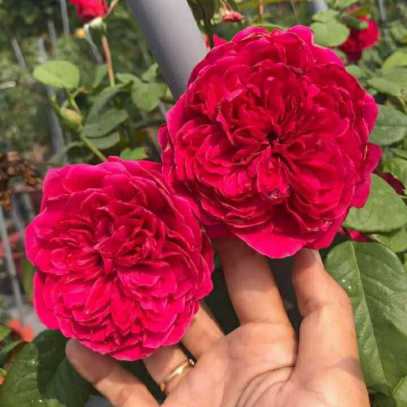 [ Rouge Royale TREE Rose] Rouge Royal Rose - กุหลาบฝรั่งเศสขนาดใหญ่ กลิ่นหอม - สวนกุหลาบ Melinh