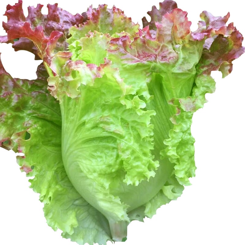 เมล็ดพันธุ์ ผักกาดหอมอิตาลี สีแดงอ่อน (Red Italian Lettuce Seed) บรรจุ 100 เมล็ด หัวใหญ่ กรอบมาก หวาน ราคา ถูกที่สุด ดีลบีเคเค แกลเลอรีภาพที่ 2