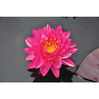 100 เมล็ด เมล็ดบัว สีชมพู นำเข้า บัวนอก สายพันธุ์เมล็ดบัว Waterlily Nymphaea Seeds