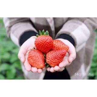 เมล็ดพันธุ์สตอเบอรี่ยักษ์ 500 เมล็ด Sweet Strawberry Seeds Fruit Seeds เมล็ดพันธุ์แท้ ปลูกง่ายปลูกได้ทั่วไทยCabbageMixed