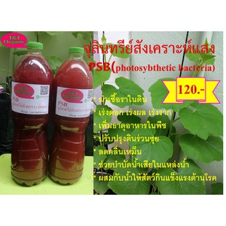 หัวเชื้อจุลินทรีย์สังเคราะห์แสงสีแดง PSB สูตรเข้มข้น ขนาด 1500 มล.2 ขวด หัวเชื้อคุณภาพดี เกรดพรีเมี่ยม  แถมฟรีสูตรขยาย