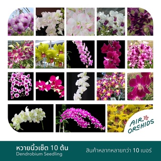 กล้วยไม้หวายนิ้ว (Dendrobium)-เซ็ตละ 10 ต้น (กระถาง 1 นิ้ว)