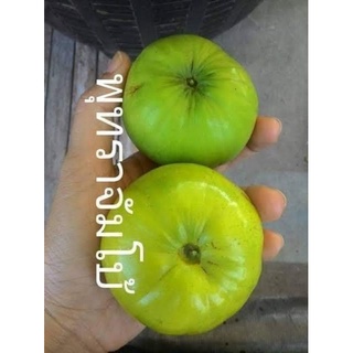 ต้นพุทราซุปเปอร์จัมโบ้