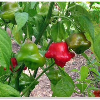 เมล็ด พริกมัสรูมแดง - Red Mushroom Pepper