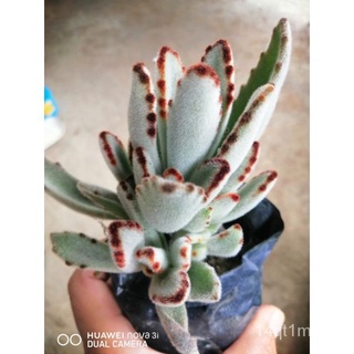 Rabbit Ears and Panda Ears Kalanchoe NON COD VIA LBC COP种子/生菜/上衣/手链/苹果/花园/向日葵/头饰/园艺/玫瑰//กุหลาบ Q766