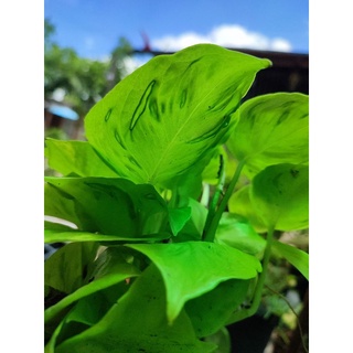 พลูเกล็ดมังกร(ด่างทอง)🌱Epipremnum Aureum  Champs Elysees