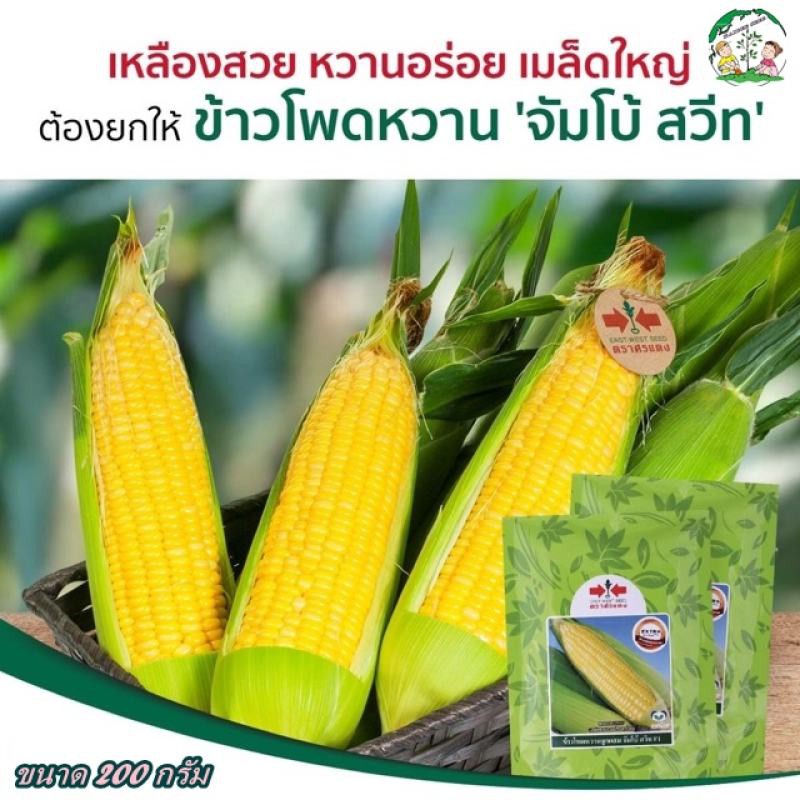เมล็ดข้าวโพดหวาน ลูกผสม จัมโบ้สวีท ขนาด200กรัม ตราศรแดง เมล็ดพันธุ์ข้าวโพดหวาน เมล็ดข้าวโพด เมล็ดพันธุ์ข้าวโพด