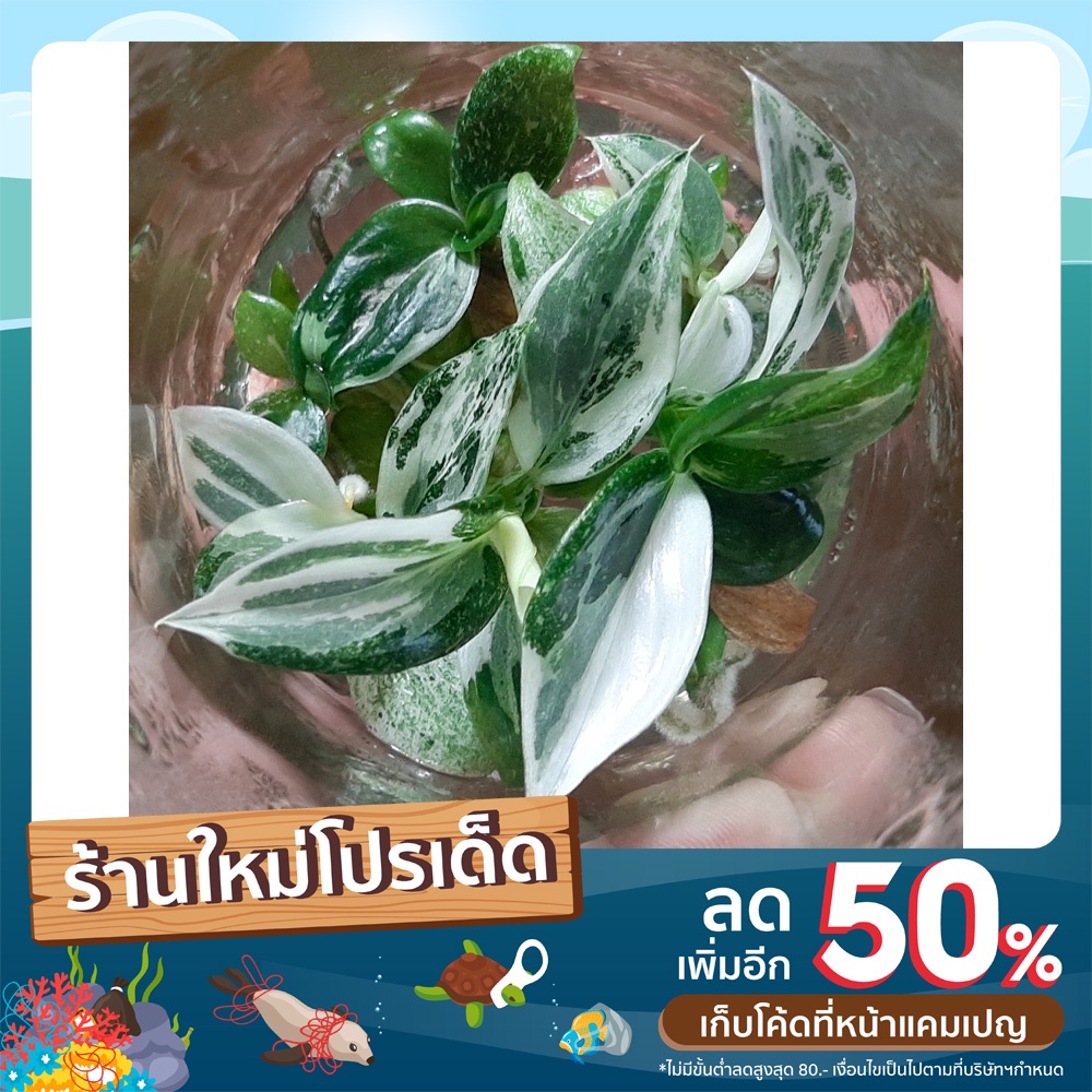 Philodendron white wizard มี 11 แบบ