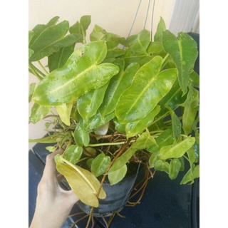 ‼️SALE‼️กวักเขียว กวักมรกต Philodendron ฟิโลเดนดรอน ไม้มงคล 🌱ต้นแข็งแรง ใบใหญ่ผสมใบเล็ก กระถางแขวนใหญ่ 🌟 #ฟิโลเดนดรอน