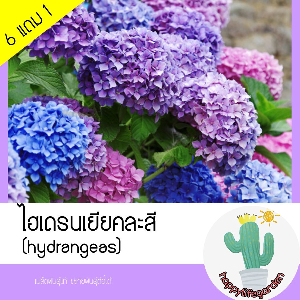 เมล็ดพันธุ์ ไฮเดรนเยียคละสี Hydrangea | Shopee Thailand