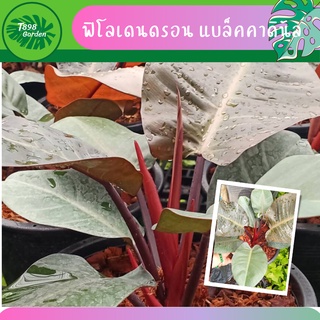 ฟิโลเดนดรอน แบล็คคาดินัล​ (Philodendron Black Cardinal) กุมารดำเรียกทรัพย์  กระถาง 6,8 นิ้ว