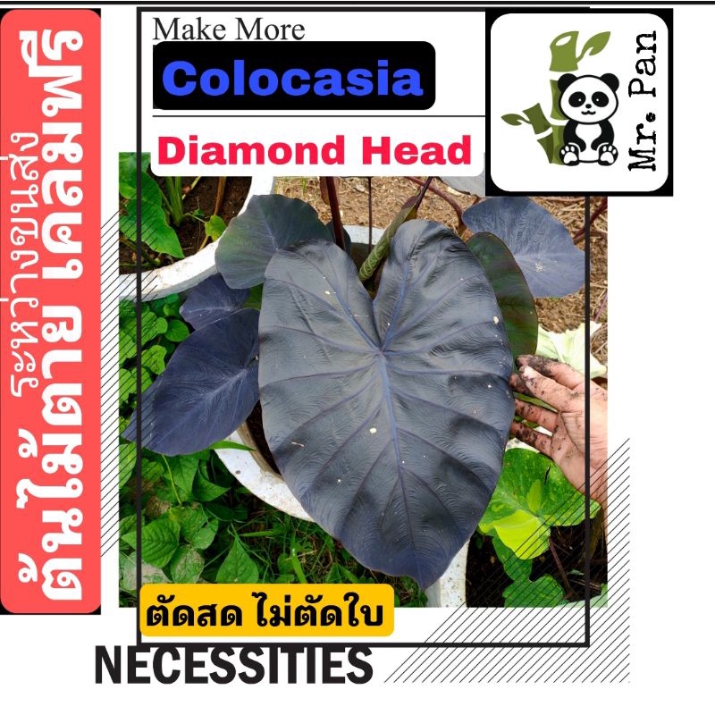 Colocasia Diamond Head ตัดสด พร้อมใบ โคโลคาเซีย ไดมอนด์ เฮด