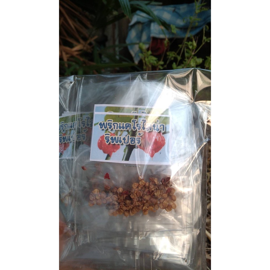เมล็ดพันธุ์ พริกแคโรไลนา รีพเปอร์ (Carolina Reaper)  อันดับ1พริกเผ็ดที่สุดในโลก    ราคา ซองละ 49 บาท