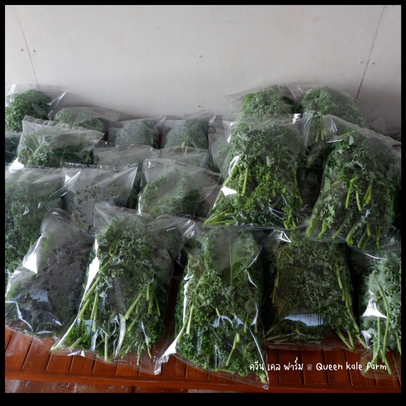 🌈ผักเคลใบหยิกเขียว 500 กรัม ตัดสดตามออเดอร์จากฟาร์ม - รูปที่ 4
