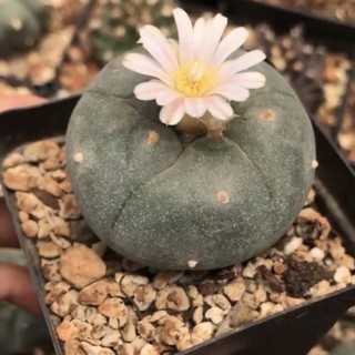 🌸เมล็ด Lophophora 10pcs.