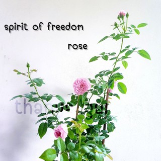 spirit of freedom กุหลายเลื้อย สีชมพู หอม