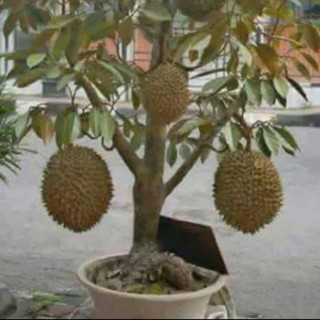 bibit buah durian montong bisa berbuah dalam pot(bisa tabulampot)