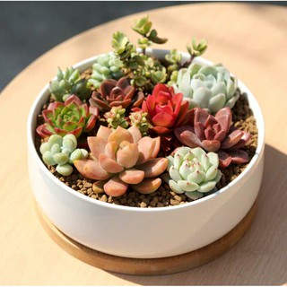 Plants Center T206 พร้อมส่งกระถางต้นไม้ เซรามิกขาวทรงกลม มีถาดรองไม้ ขนาด 16x6.5 cm เป็นเซรามิกเคลือบเงา ไม้อวบน้ำ ไลทอป