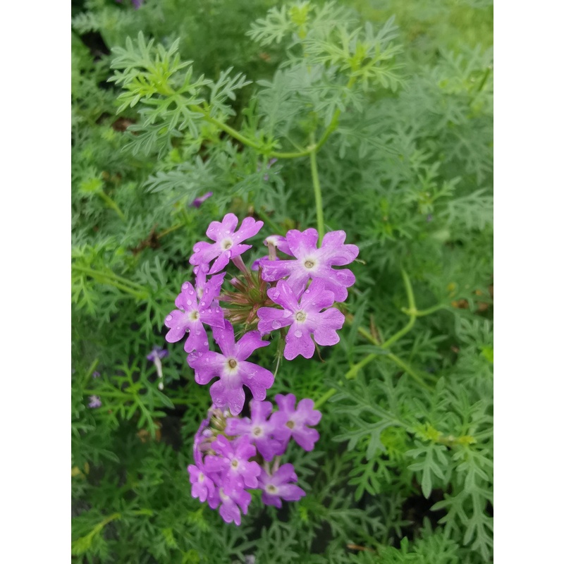 ดอกเวอร์บีน่าแคระ Verbena #ไม้ดอกทานได้ ออกทั้งปี #F05