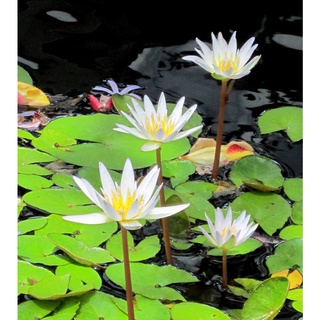 10 เมล็ด เมล็ดบัว สีขาว นำเข้า บัวนอก สายพันธุ์เมล็ดบัว Waterlily Nymphaea Seeds