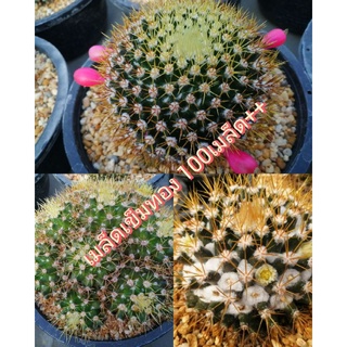 🌵💥เมล็ดเข็มทอง💥🌵 Mammillaria nivosa 100เมล็ด เมล็ดกระบองเพชร  เมล็ดแคคตัส