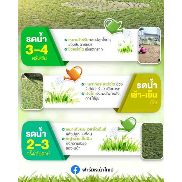 หญ้าไทเป5ตรม.คุณภาพดี กอใหญ่ ส่งด่วนได้ - รูปที่ 4