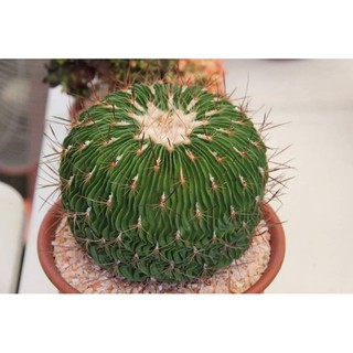 คลื่นสมองแคคตัส(Echinofossulocactus) กระบองเพชรสวยๆ