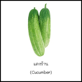 เมล็ดแตงร้าน (Cucumber) 10 เมล็ด [10 แถม 1 คละได้]