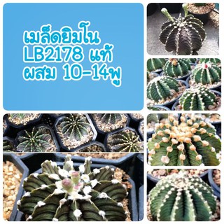 ❗ซื้อ3 ลด4%❗ เมล็ด ยิมโน LB2178 แท้ ผสม10-14พู 75เมล็ด+