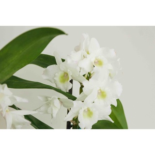 30 เมล็ดพันธุ์ เมล็ดกล้วยไม้ กล้วยไม้สกุลหวาย (Dendrobium) Orchid flower seeds อัตราการงอก 80-85%