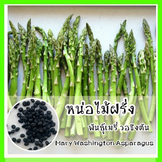 พร้อมส่ง ❗❗ รหัส 01เมล็ดพันธุ์แท้ OP หน่อไม้ฝรั่ง พันธุ์เมรี่ วอชิงตัน - Mary Washington Asparagus พันธุ์แท้