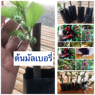 ต้นมัลเบอร์รี่ พันธุ์เชียงใหม่60ดกมากโตไวส่งพร้อมถุงดินราคาโปรโมชั่น