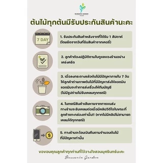 ต้นโกสนพันธุ์ ยูโรป้า ไซส์เล็ก กระถาง 5" สูง 15-20 เซนติเมตร ซื้อ 10 แถม 1 (จัดส่งแบบถอดกระถาง+รับประกันสินค้า)