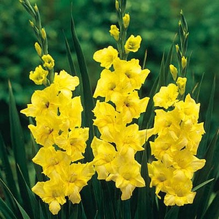 แกรนดิโอลัส (Gladiolus) หรือดอกซ่อนกลิ่นฝรั่ง สีเหลือง 10หัว/ชุด